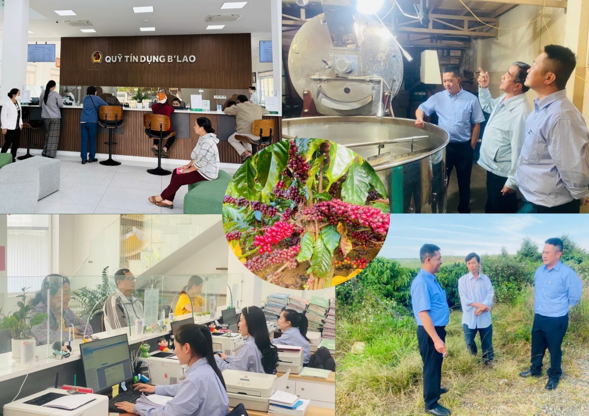 Nguồn vốn từ QTDND B’Lao đã và đang giúp nhiều hộ dân tại Bảo Lộc - Bảo Lâm mở rộng sản xuất, tạo việc làm và nâng cao thu nhập bền vững 