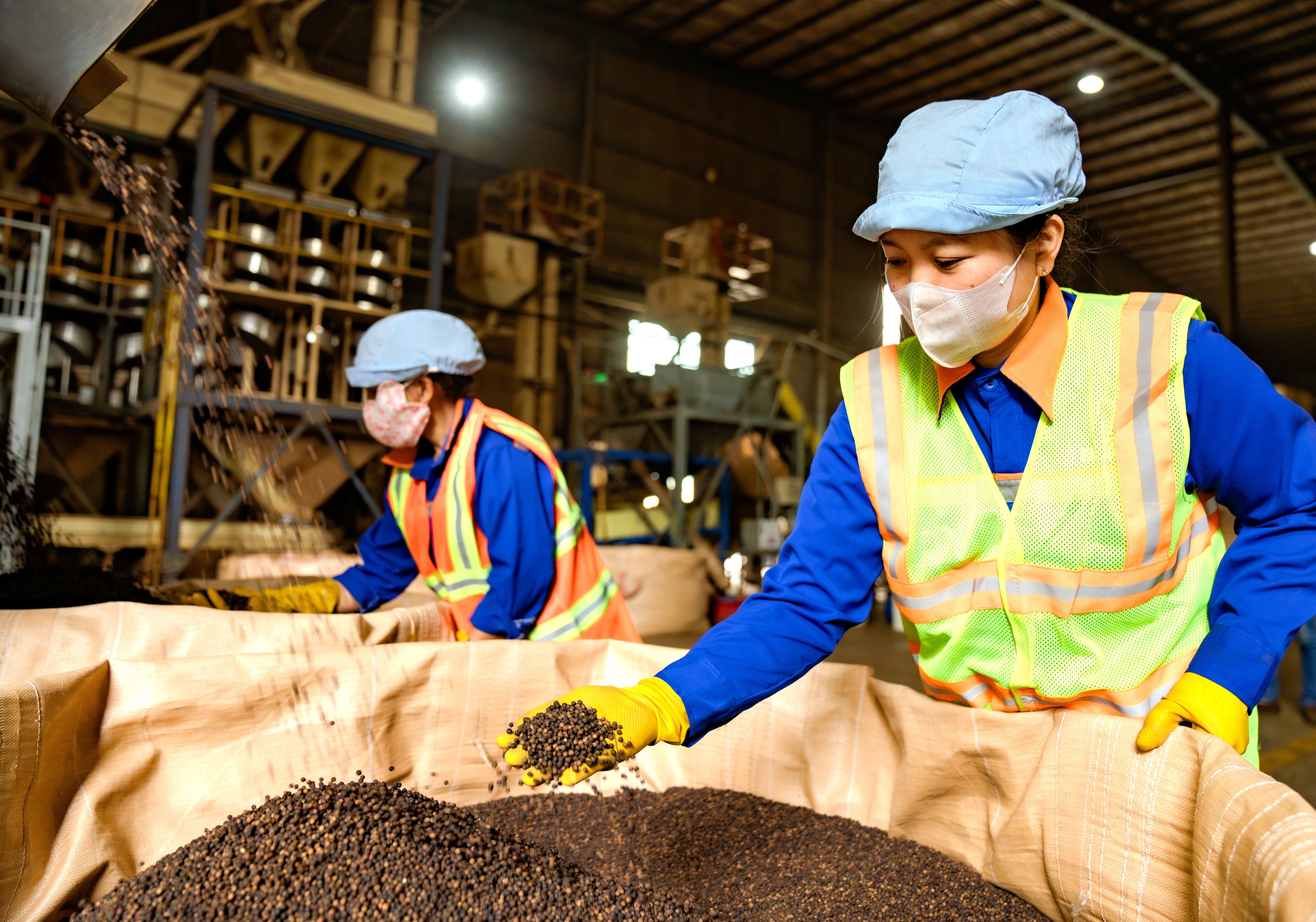 Hồ tiêu Việt Nam giữ vững vị thế xuất khẩu đứng đầu Hồ tiêu Việt Nam giữ vững vị thế xuất khẩu đứng đầu