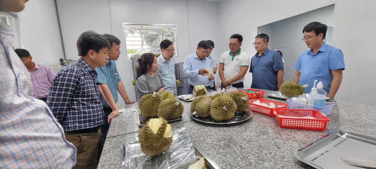 Sầu riêng tăng tốc xuất khẩu nhờ siết chặt truy xuất nguồn gốc toàn diện
