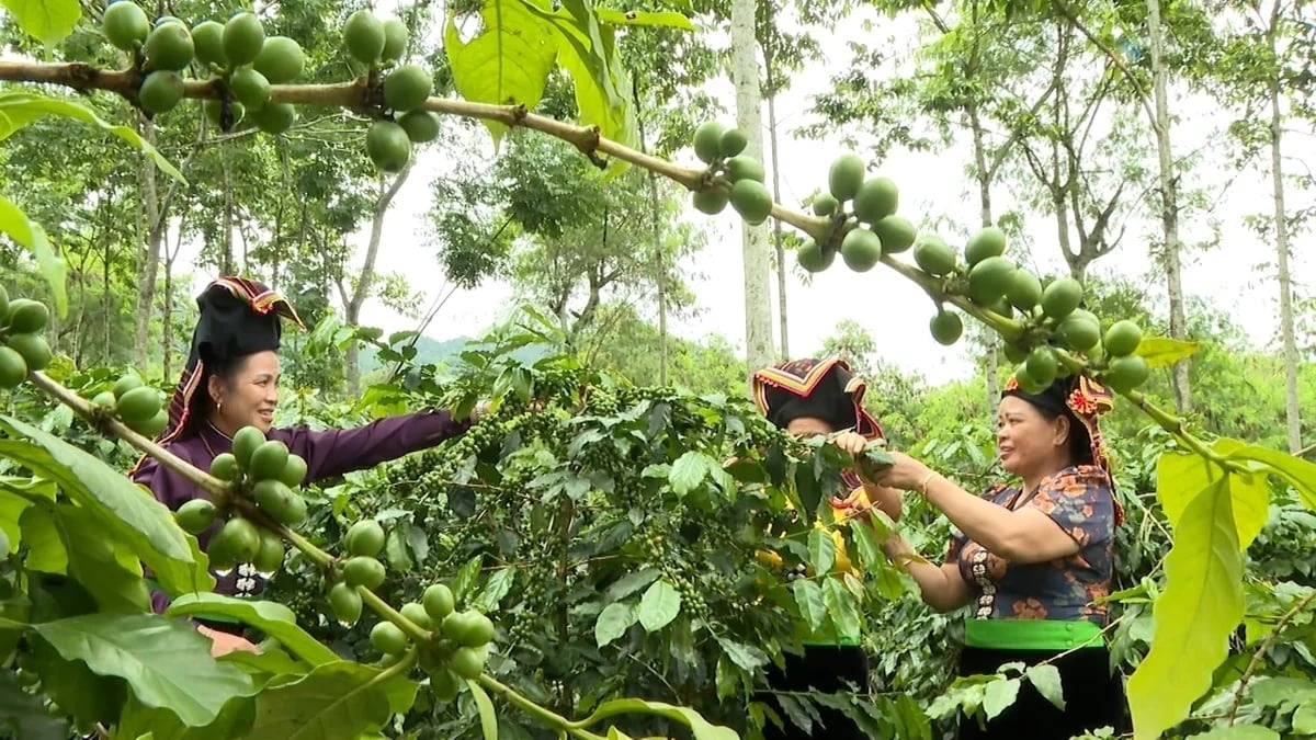 Muốn nông sản bứt phá, Điện Biên phải thoát vai trò bán nguyên liệu