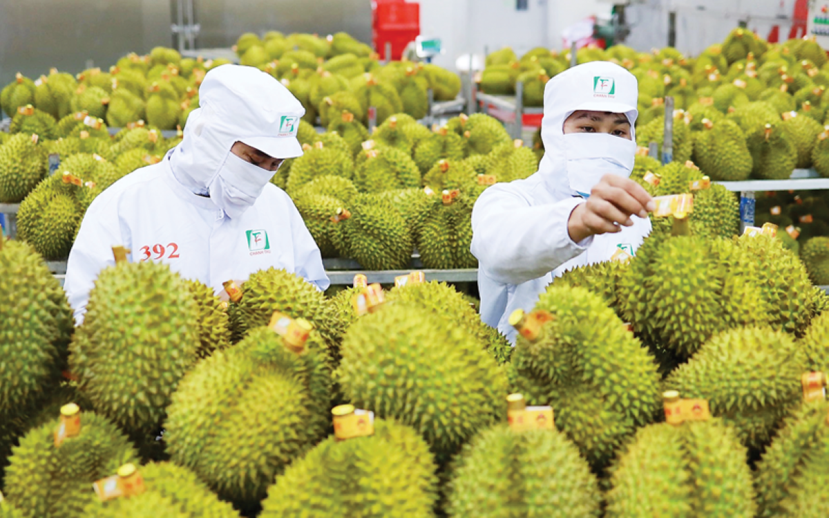 Hải quan mở "luồng xanh", xuất khẩu sầu riêng lấy lại nhịp tăng tốc