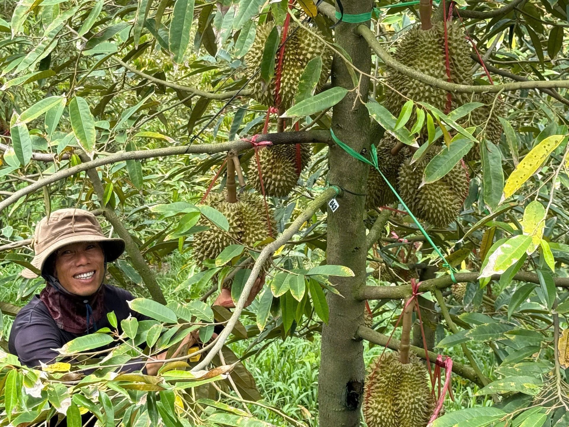 Sầu riêng Việt đón thêm "tấm vé" xuất khẩu tới thị trường tỷ dân