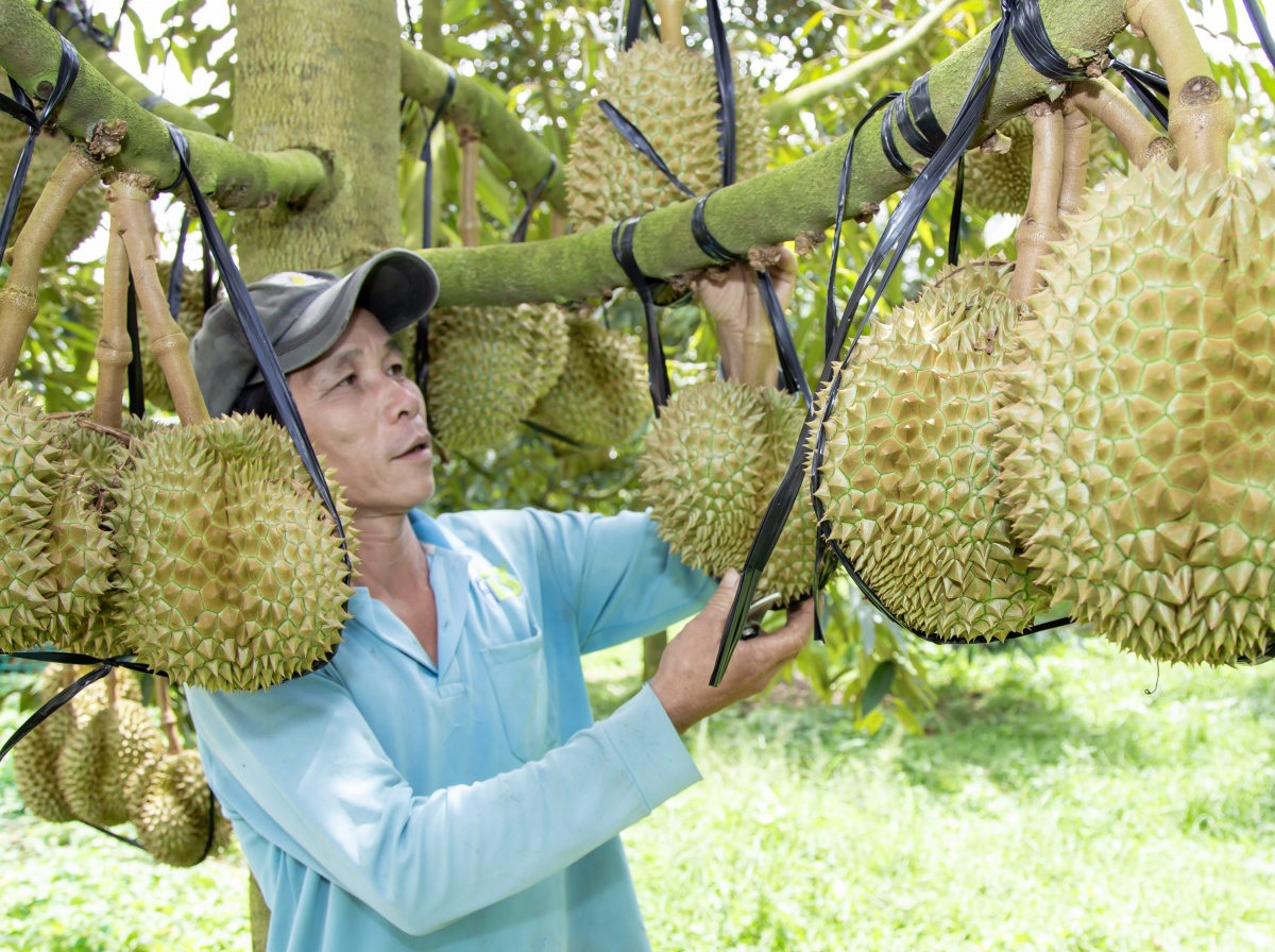 Nâng cao giá trị gia tăng cho ngành sầu riêng