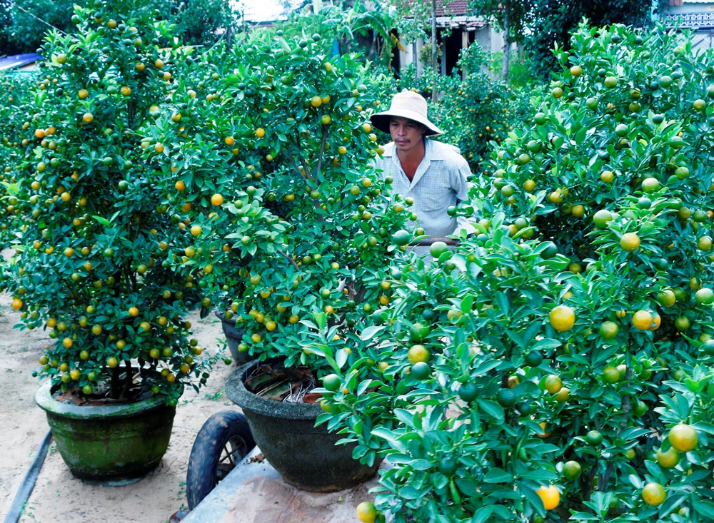 Hoa Tết miền Trung được mùa, được giá