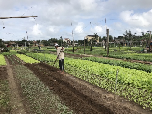 Hoa Tết miền Trung được mùa, được giá