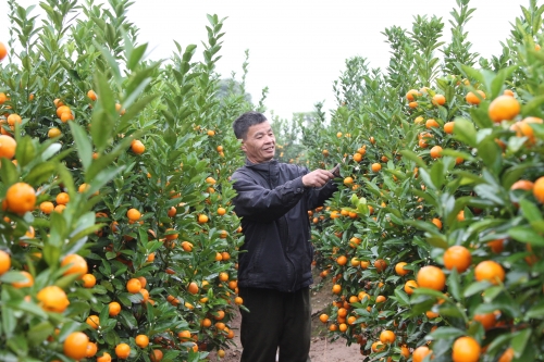 Vùng ven sông Hồng ngập tràn sắc Xuân Vùng ven sông Hồng ngập tràn sắc Xuân