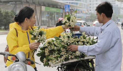 Mùa hoa bưởi Mùa hoa bưởi