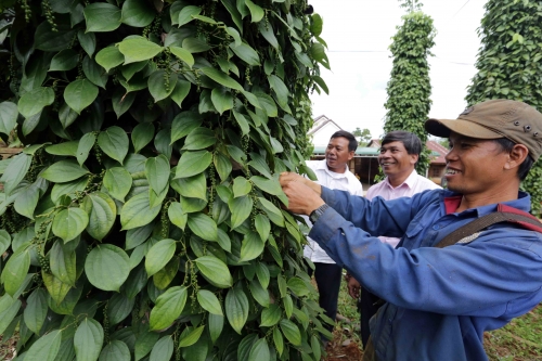 Thêm 567.000 lượt hộ được vay vốn ưu đãi