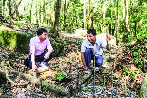 Thoát nghèo từ trồng cây sâm quý