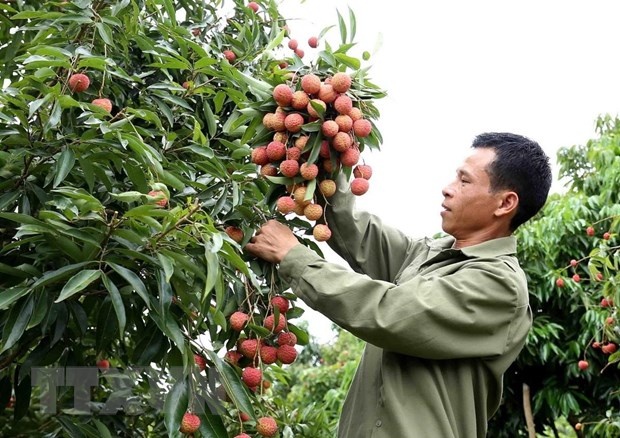 gap kho vi covid 19 bac giang dua ra 3 kich ban tieu thu qua vai