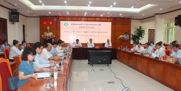 Đẩy nhanh việc tái đàn lợn một cách bền vững Đẩy nhanh việc tái đàn lợn một cách bền vững