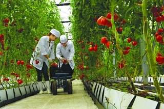 Hơn 17.000 khách hàng vay vốn sản xuất nông nghiệp công nghệ cao, nông nghiệp sạch