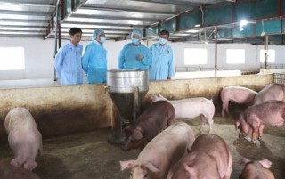 Hỗ trợ kinh phí phòng, chống bệnh Dịch tả lợn Châu Phi
