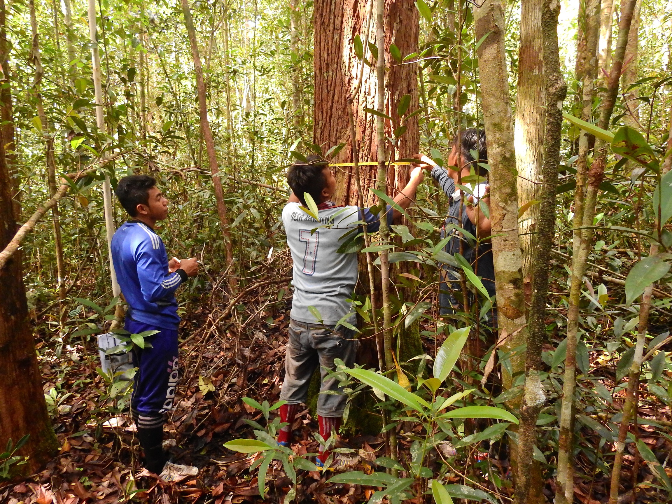 AWS cung cấp dịch vụ đám mây để đẩy nhanh nỗ lực cứu loài đười ươi có nguy cơ tuyệt chủng