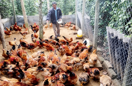 Cựu chiến binh vươn lên làm giàu từ vốn ưu đãi