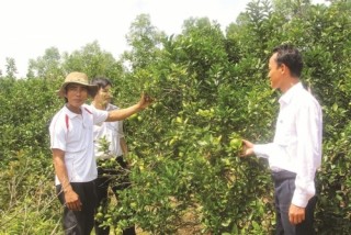 Hà Tĩnh: Cho vay tam nông chiếm gần 49% tổng dư nợ