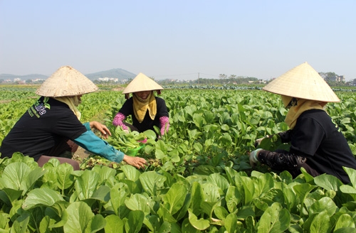 Những điều cần biết về bảo hiểm nông nghiệp