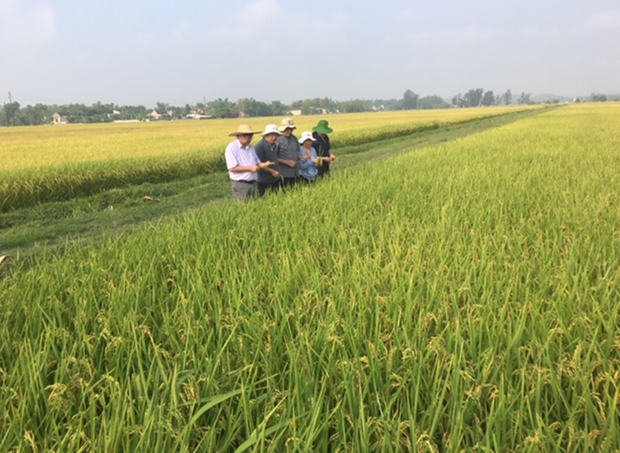 tao gia tri gia tang de vi the gao viet vuon cao