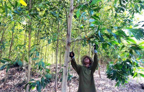 Bình Định: Cộng hưởng từ một chính sách tín dụng nhân văn Bình Định: Cộng hưởng từ một chính sách tín dụng nhân văn