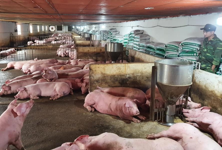 Tổng đàn lợn phục hồi 80% so với trước dịch tong dan lon phuc hoi 80 so voi truoc dich