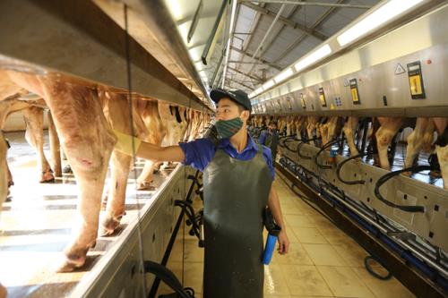 Ngành chăn nuôi phải hướng tới mục tiêu xuất khẩu nganh chan nuoi phai huong toi muc tieu xuat khau