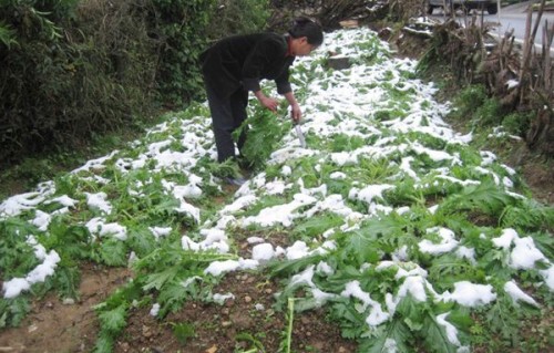 Ngân hàng hỗ trợ người dân bị thiệt hại trong đợt rét bất thường