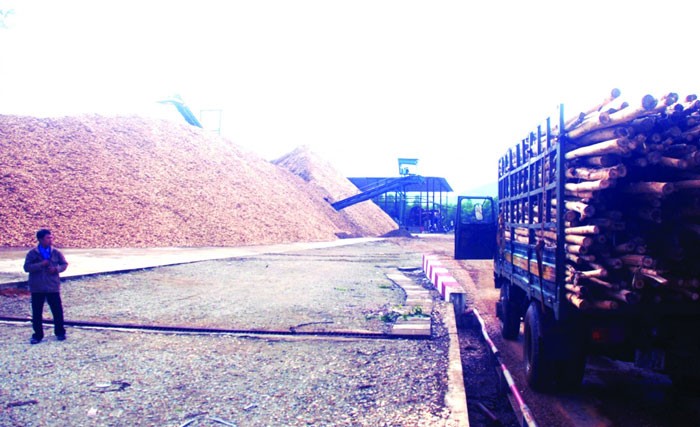 Doanh nghiệp chế biến dăm gỗ gặp khó