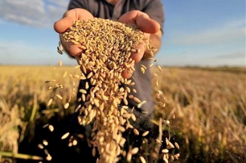 Giá lương thực toàn cầu trong tháng 8 đạt mức cao nhất 15 tháng