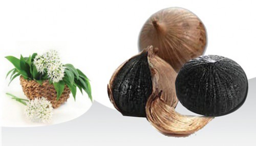 Tỏi đen: Nhân lên giá trị dược liệu quý từ thiên nhiên