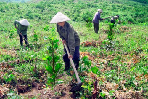 Tín dụng ưu đãi đối với hộ đồng bào dân tộc thiểu số trồng rừng, chăn nuôi