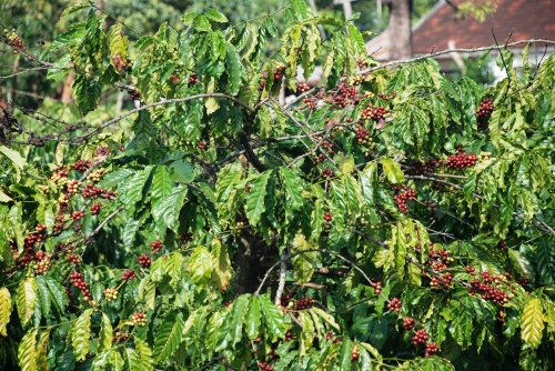 Gia Lai cần tập trung phát triển công nghiệp chế biến nông sản