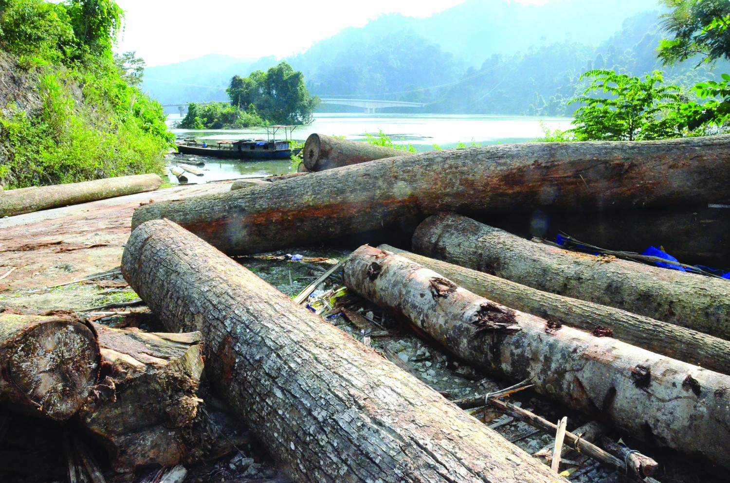 Nhức nhối nạn phá rừng