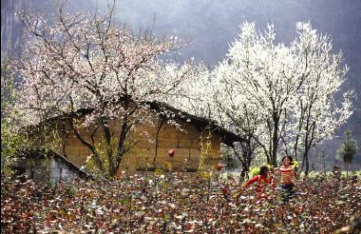 Xuân Hồng - nhạc sĩ của những mùa Xuân Xuân Hồng - nhạc sĩ của những mùa Xuân