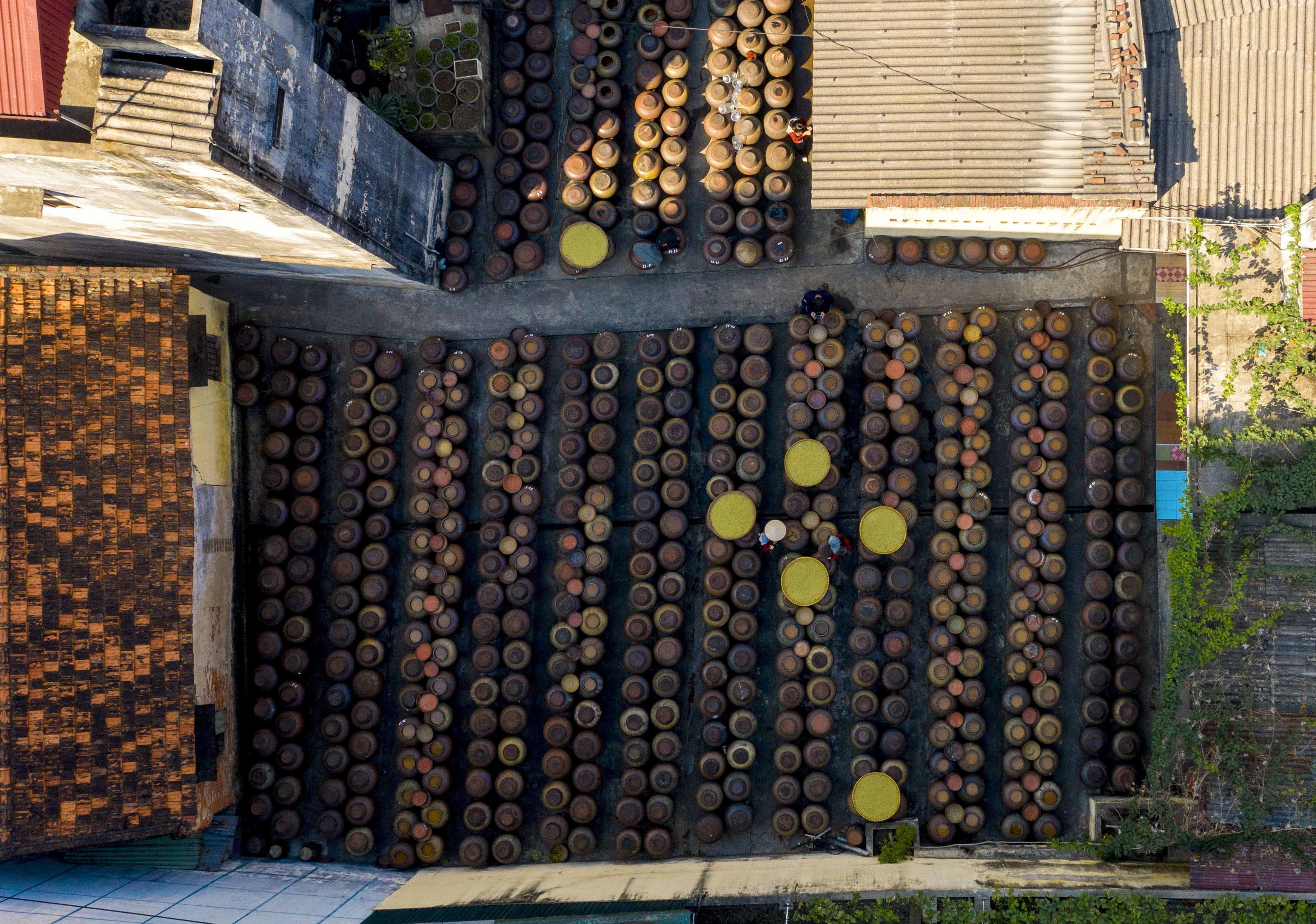 ngan ngo nho den tuong ban