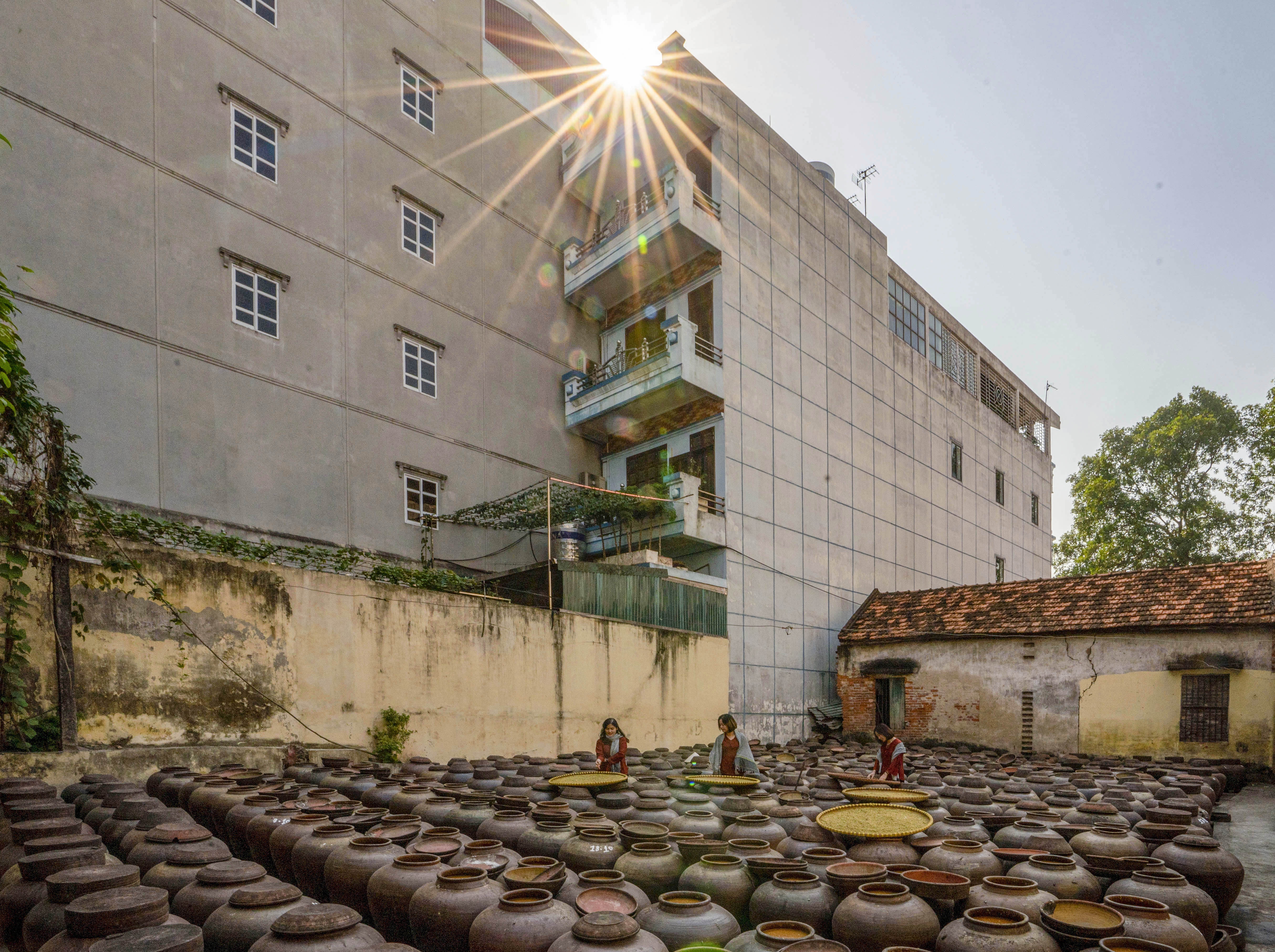 ngan ngo nho den tuong ban