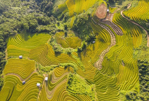 bay tren mua vang mu cang chai