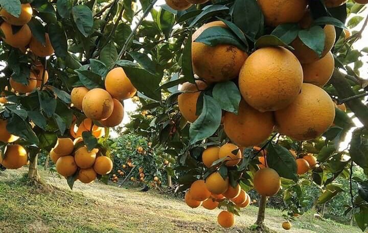 tro luc lam doi thay ca mot mien que