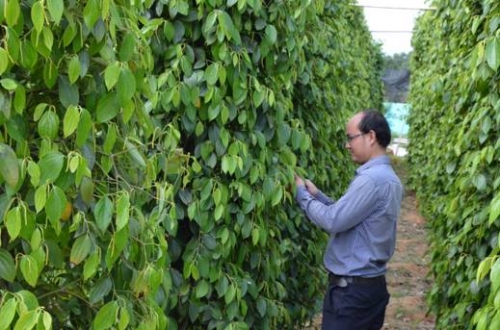 Xóa đói, giảm nghèo nơi đảo xa Xóa đói, giảm nghèo nơi đảo xa