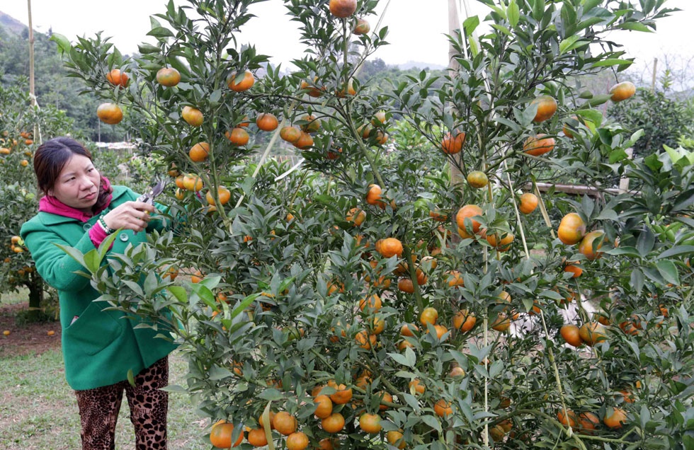 nhnn chi nhanh tinh hoa binh cu the hoa cong tac thi dua khen thuong