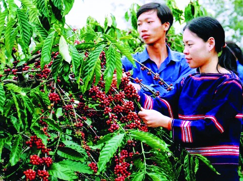 Cho Tây Nguyên thêm xanh