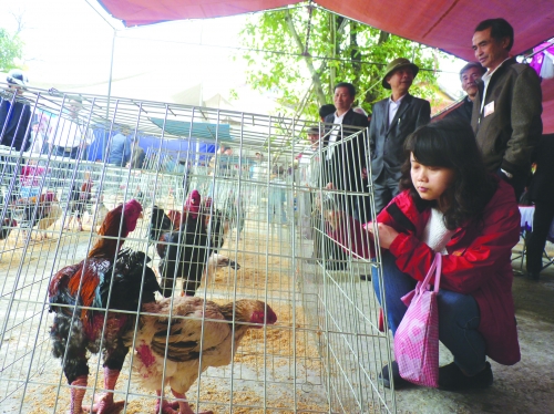 Kỳ công săn thực phẩm sạch ăn Tết