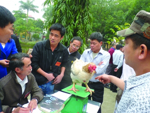 Kỳ công săn thực phẩm sạch ăn Tết