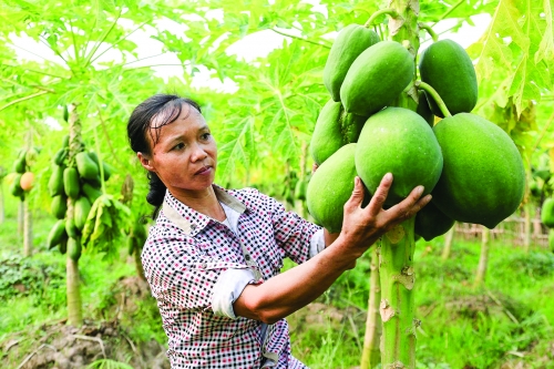 Phú Thọ: Những bước chuyển của hệ thống QTDND Phú Thọ: Những bước chuyển của hệ thống QTDND