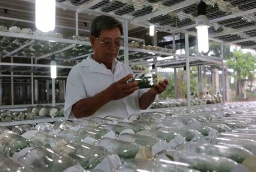 TP.HCM: Gần 836 tỷ đồng tín dụng ngân hàng cho nông nghiệp đô thị TP.HCM: Gần 836 tỷ đồng tín dụng ngân hàng cho nông nghiệp đô thị