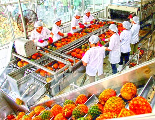 Rau quả xuất khẩu biên mậu khó hơn