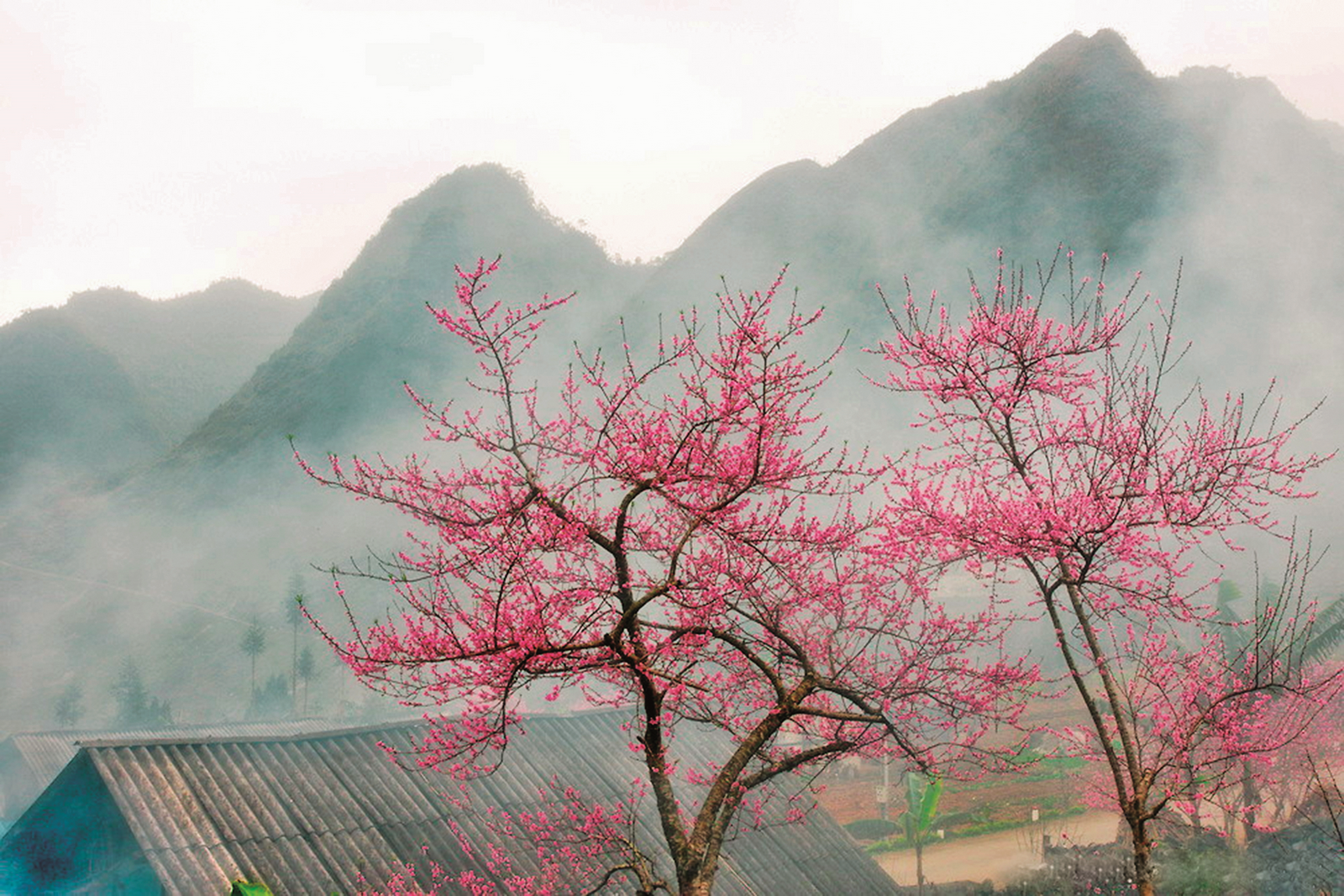 buoi sang mua xuan suong chua tan