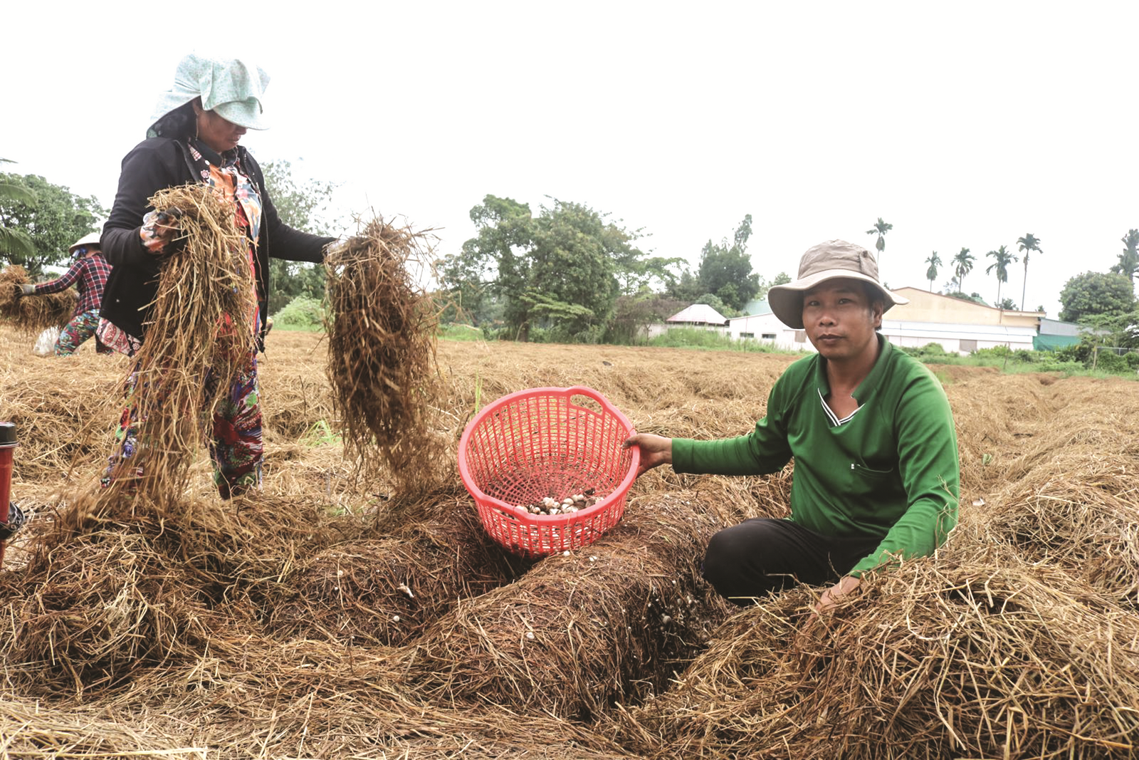Nâng tầm giá trị hạt gạo Việt