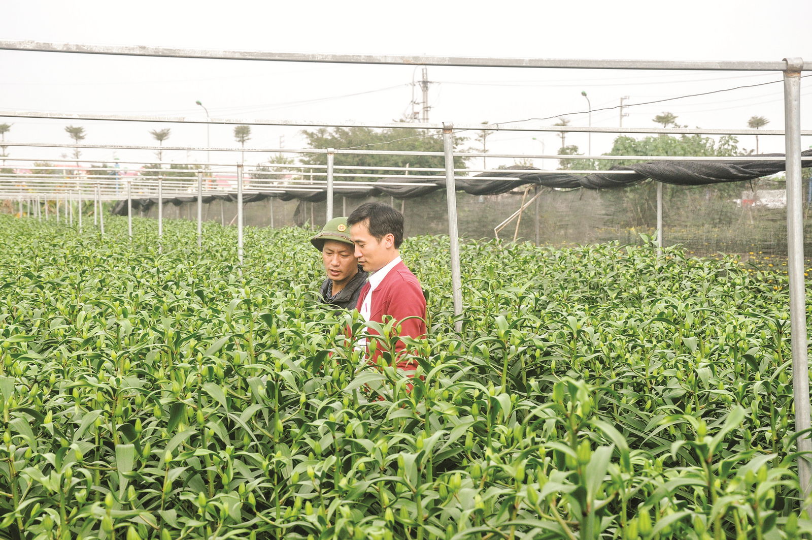 Đánh thức vùng đất hoa Mê Linh Đánh thức vùng đất hoa Mê Linh