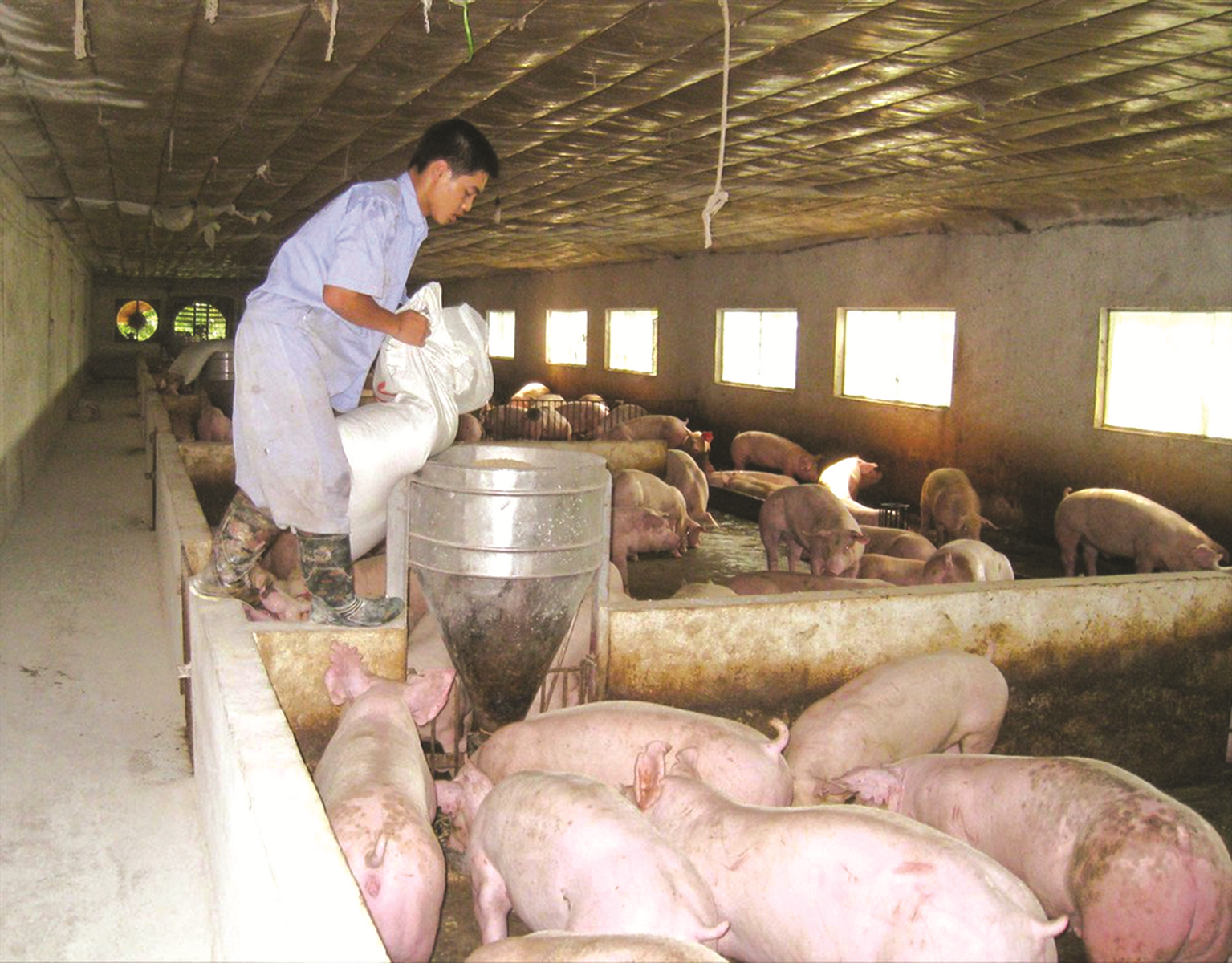 Tái đàn lợn hiệu quả: Cần có chiến lược dài hơi Tái đàn lợn hiệu quả: Cần có chiến lược dài hơi