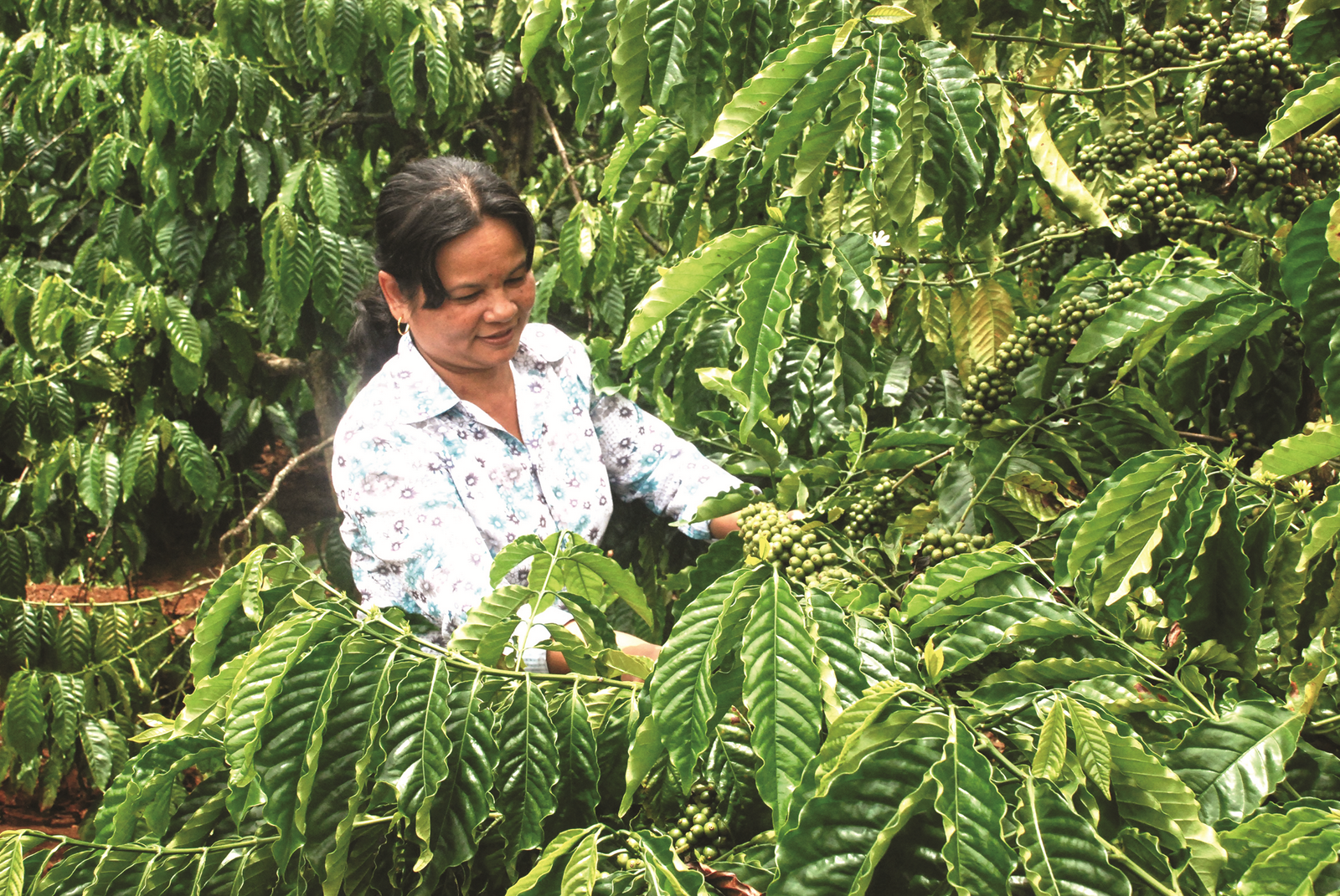 Chuyển đổi cây trồng để giảm tổn thất